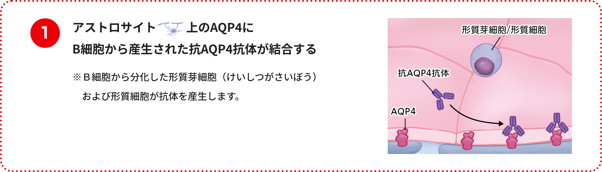 アストロサイト上のAQP4にB細胞から産生された抗AQP4抗体が結合する※Ｂ細胞から分化した形質芽細胞（けいしつがさいぼう）および形質細胞が抗体を産生します。